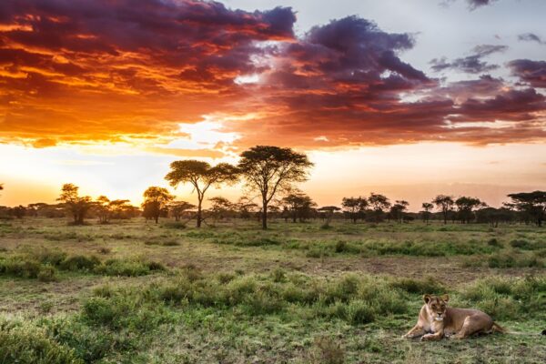 lion-in-the-grass-in-serengeti-national-park