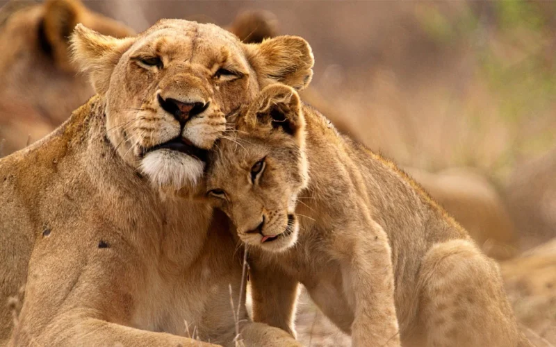 Africa Wildlife Safaris