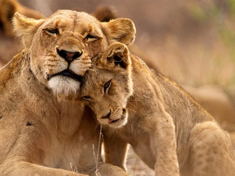 Africa Wildlife Safaris