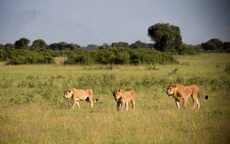 Africa Safari Tours