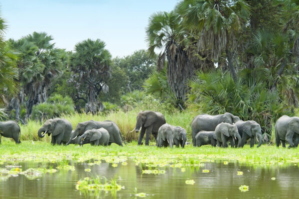 nyerere-national-park