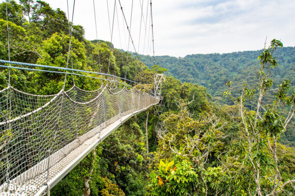 nyungwe-forest-canopy-walkway-upon-treetops-rwanda
