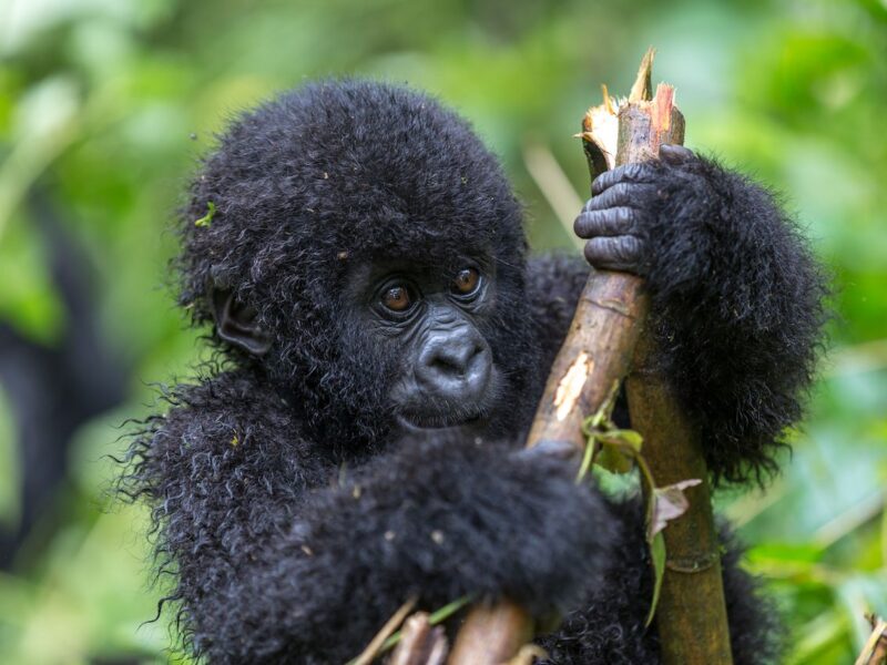 Rwanda Gorilla Trekking Safaris