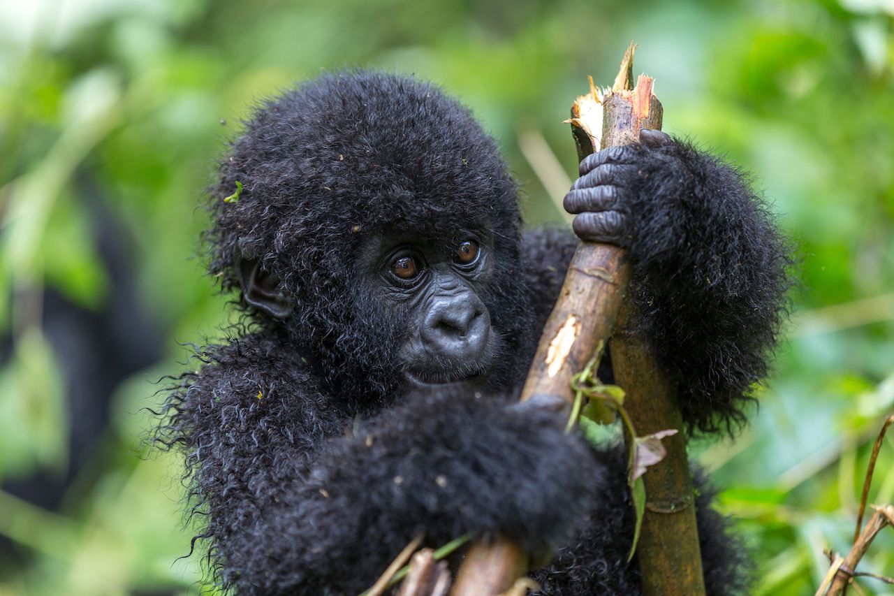 Rwanda Gorilla Trekking Safaris