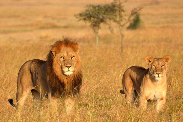 7-Day Tanzania Wildlife Wonders Experience Tour