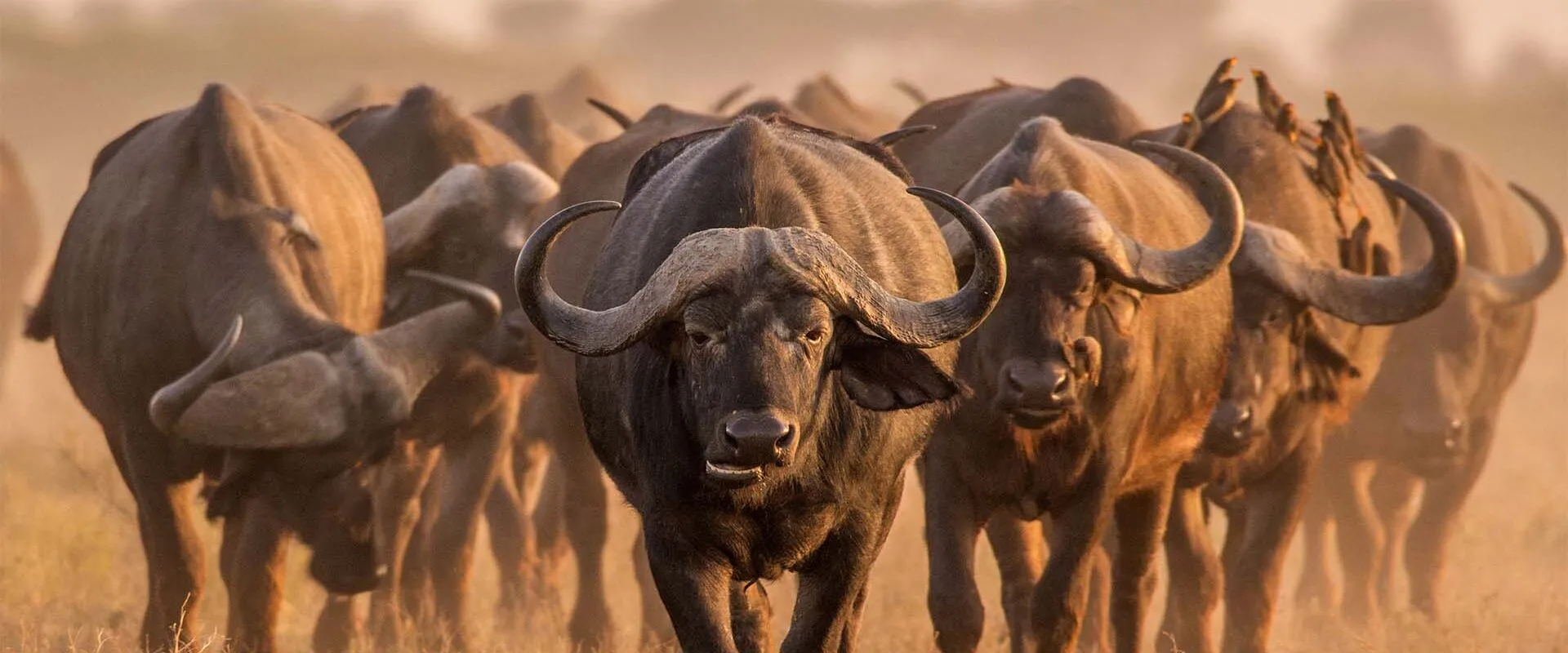 Tanzania Wildlife Tour & Zanzibar Beach Holiday