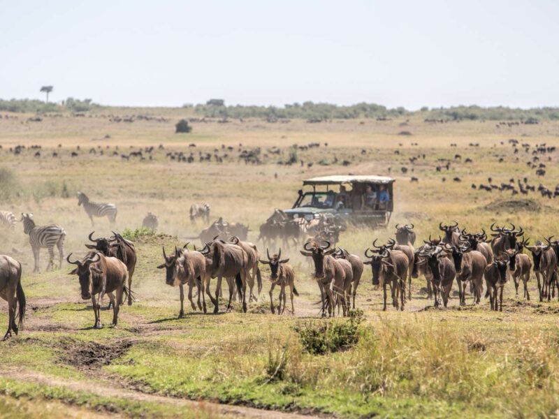 Africa Safari Experiences