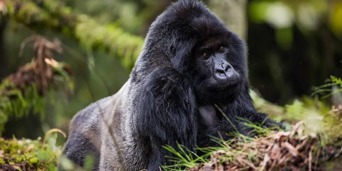 Africa Safari Tours