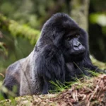 Africa Safari Tours