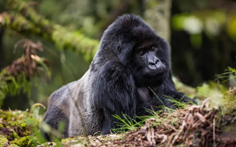 Africa Safari Tours