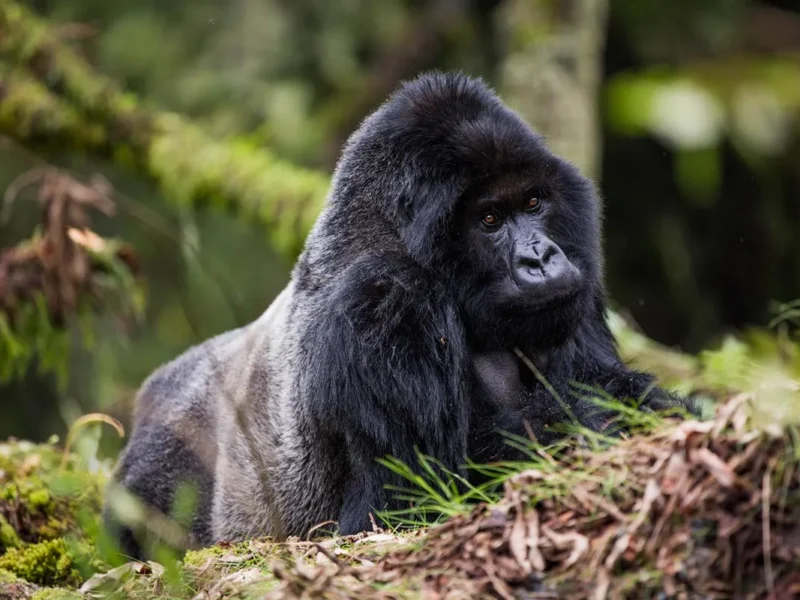 Africa Safari Tours