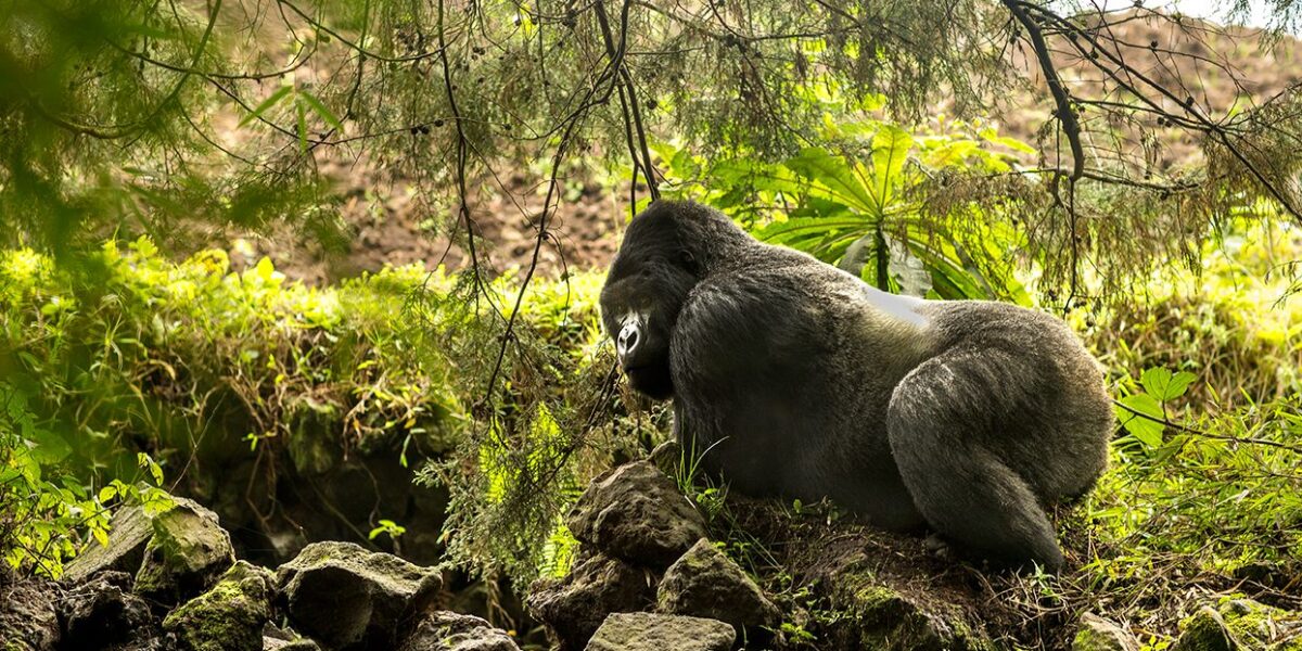 Rwanda Gorilla Safaris