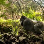 Rwanda Gorilla Safaris