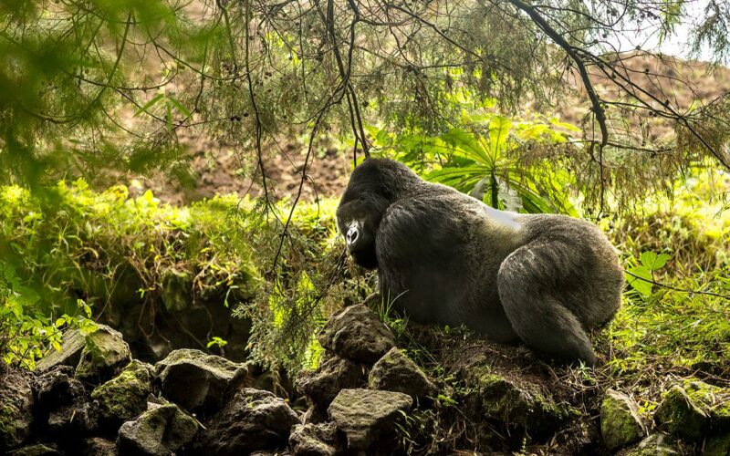 Rwanda Gorilla Safaris