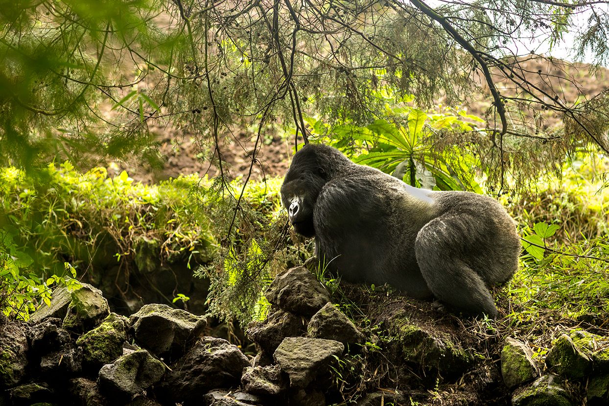 Rwanda Gorilla Safaris