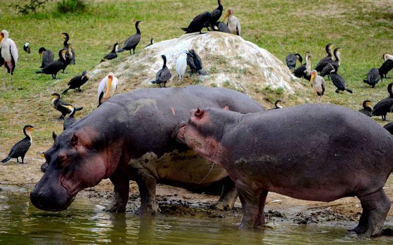 Uganda Wildlife Safari
