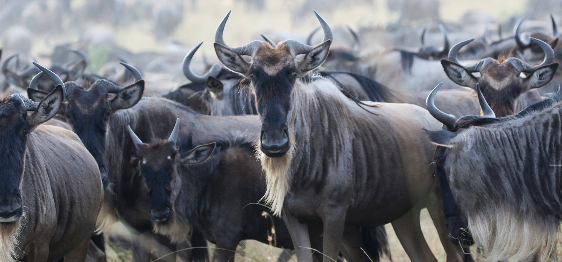 Short Kenya Safaris