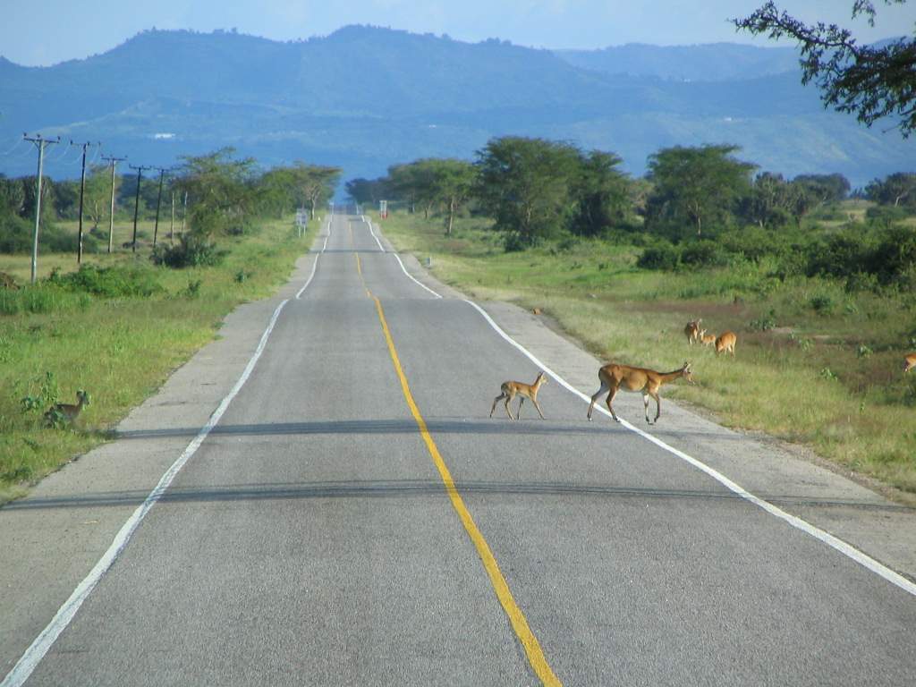 Long Uganda Safaris