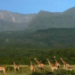 Arusha National Park