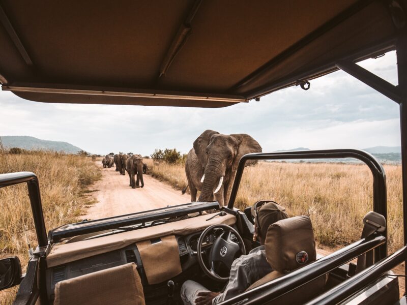 Game Drive Safaris