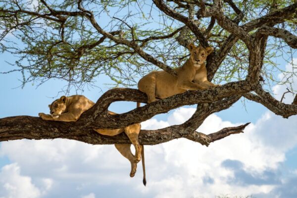 Lake Manyara National Park