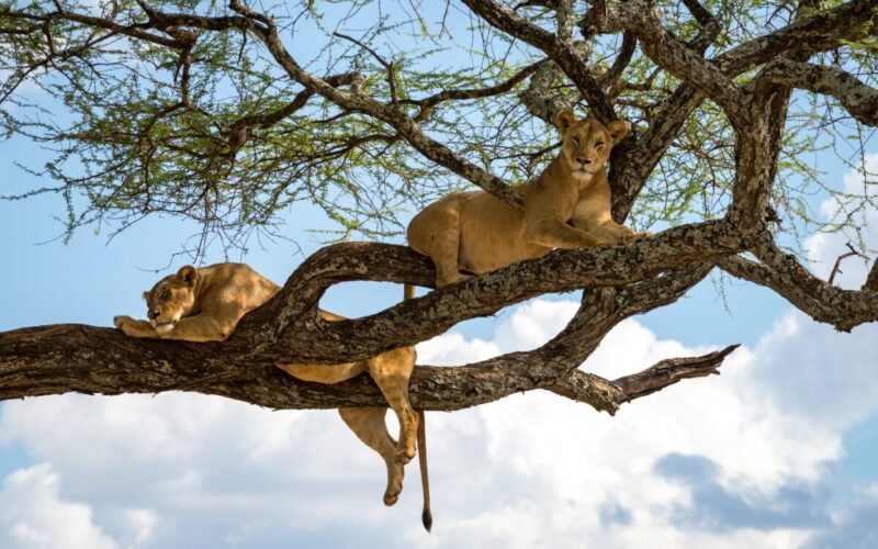 Africa Safari Tours