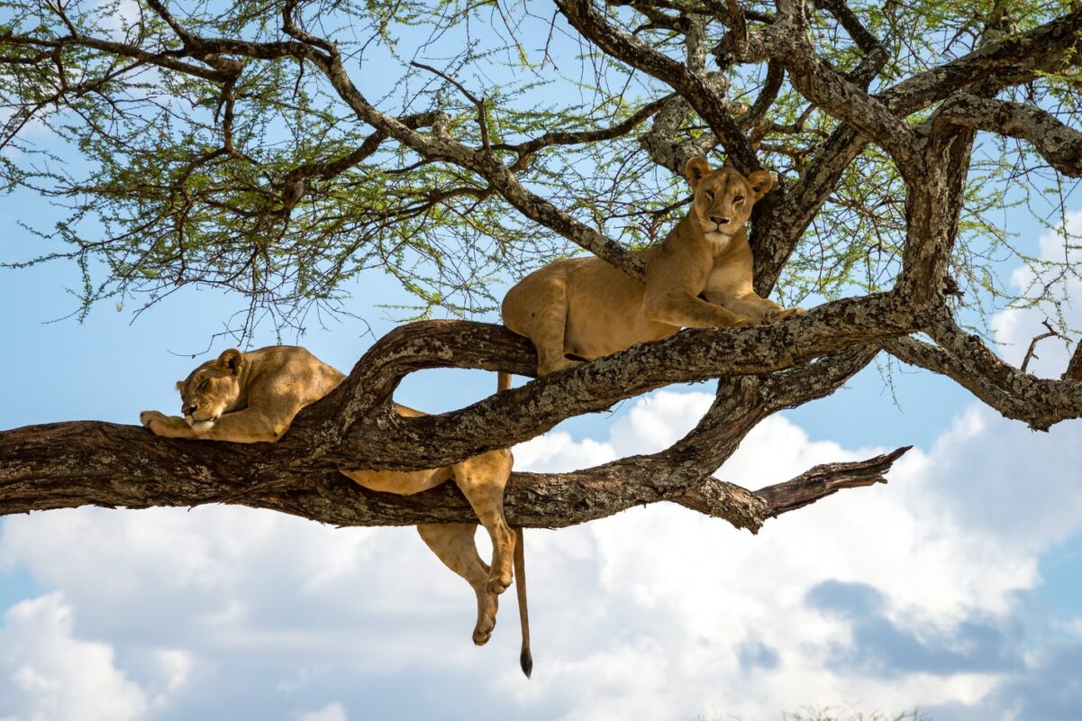 Africa Safari Tours
