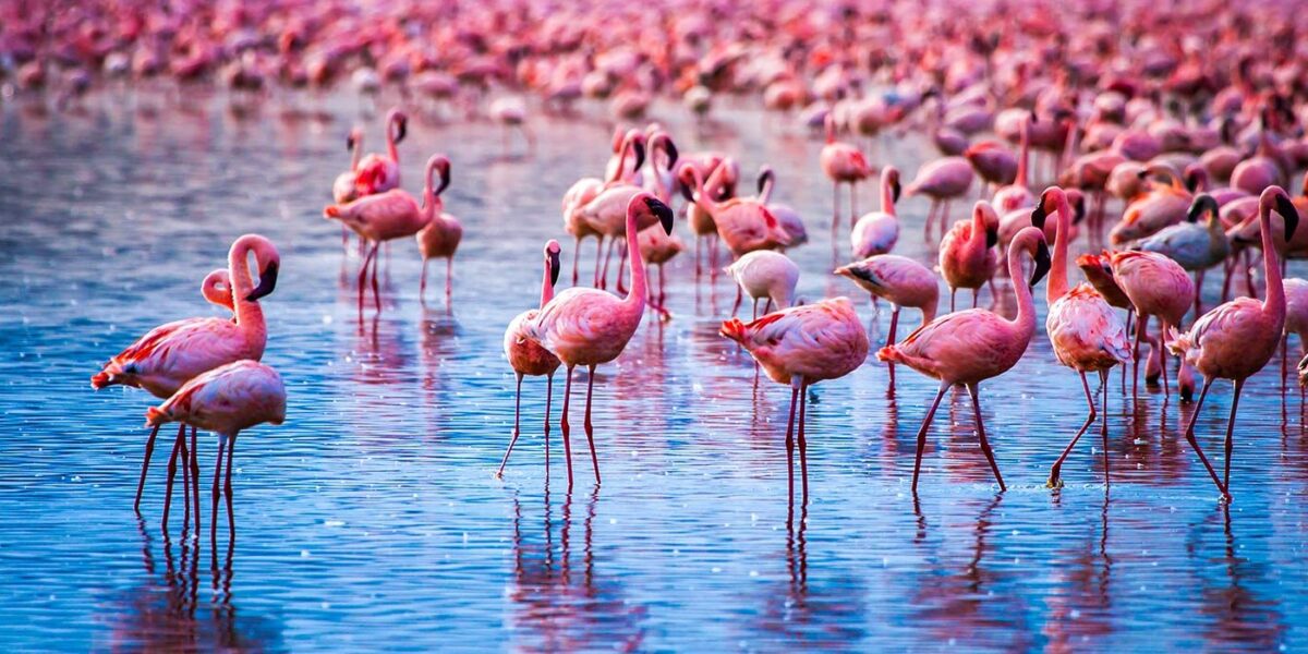 Lake Nakuru National Park