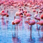Lake Nakuru National Park