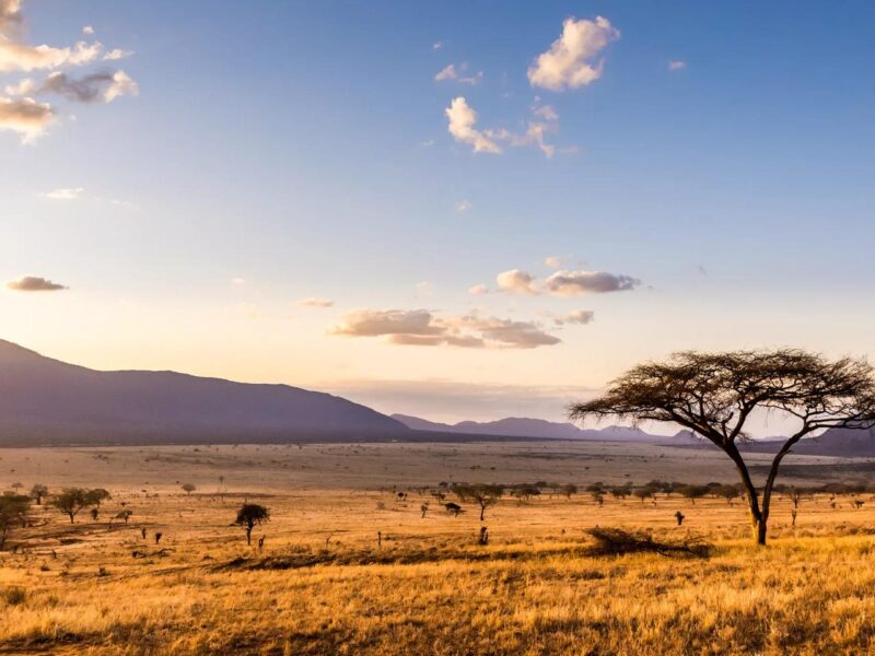 Africa is a continent of raw beauty, untouched wilderness, and unparalleled cultural diversity. At the heart of this continent lies a transformative experience — the safari. Safari Overview by Terenga Safaris: Africa Safaris is your ultimate guide to ex