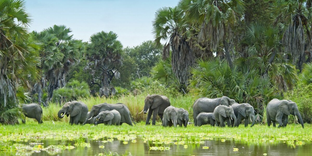 Nyerere National Park