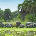 Nyerere National Park