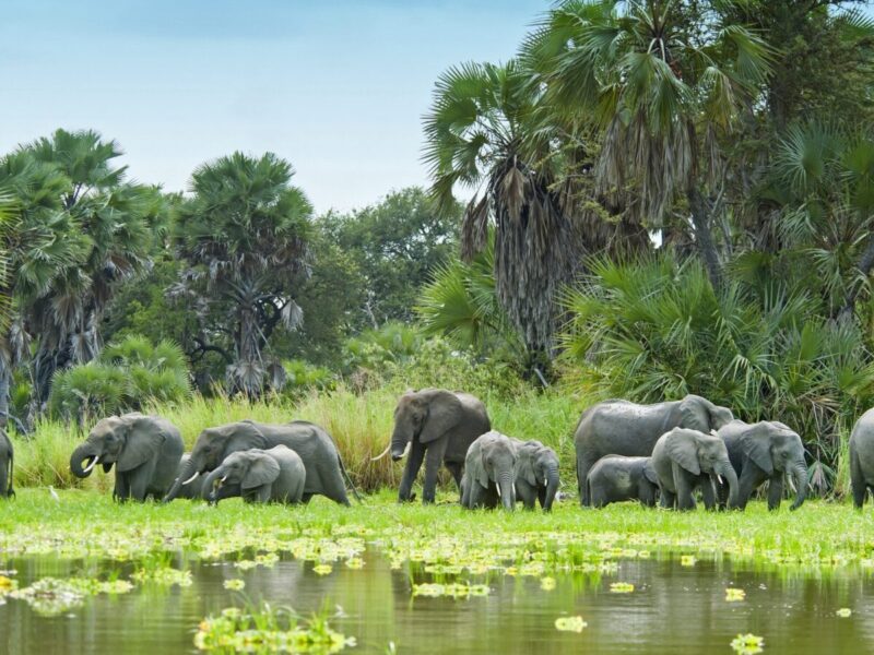 Nyerere National Park