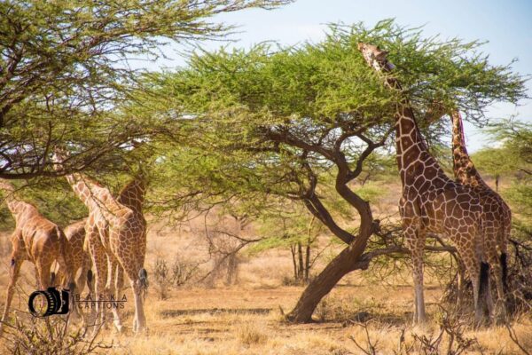 Samburu National Reserve 