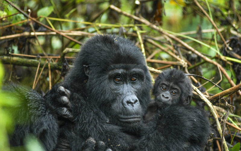 7 Days Best of Rwanda Wildlife Safari
