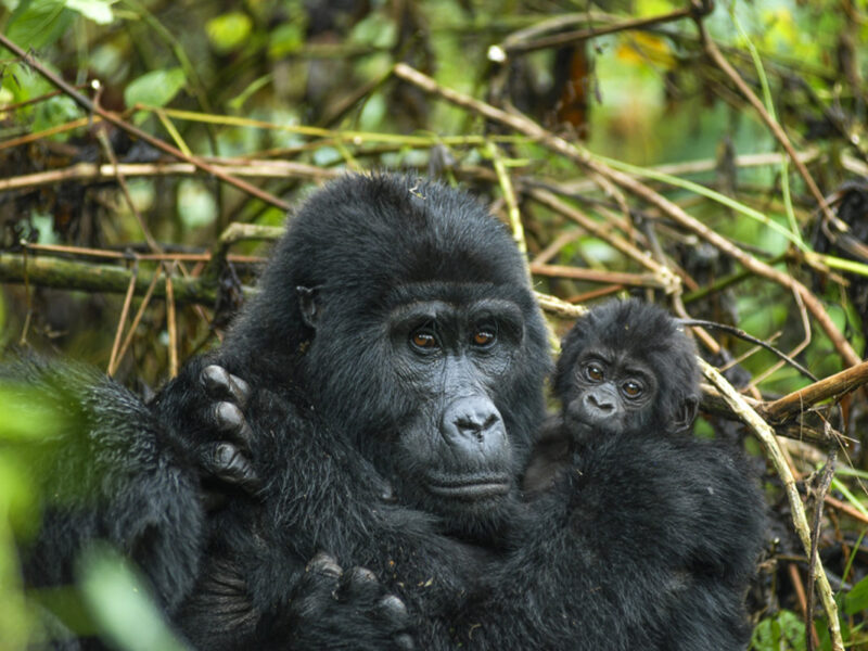 7 Days Best of Rwanda Wildlife Safari
