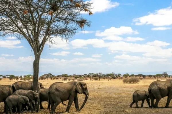Tanzania National Parks