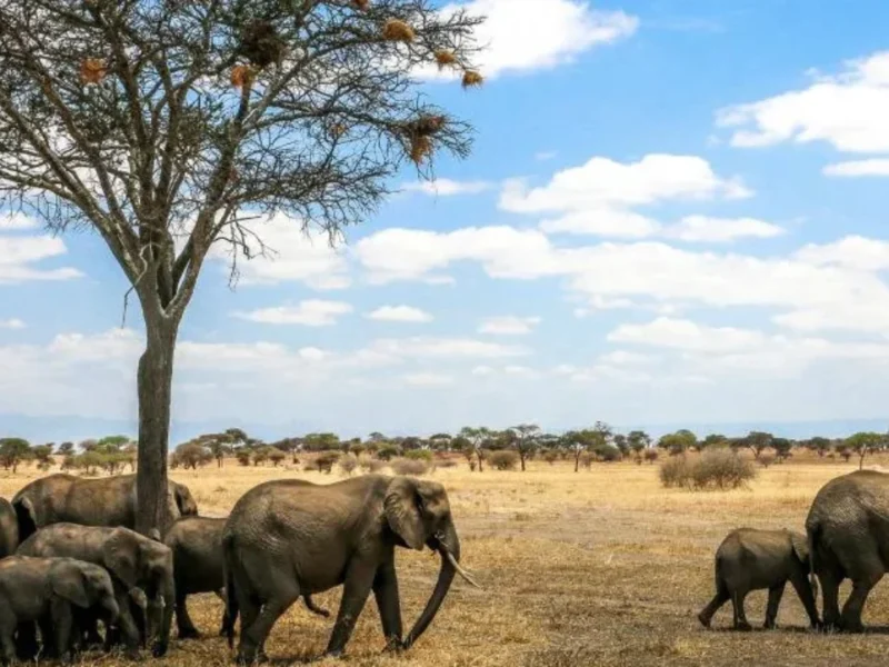 Iconic Africa Safaris & Destinations