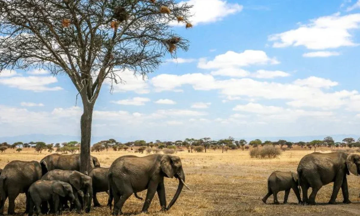 Tanzania National Parks