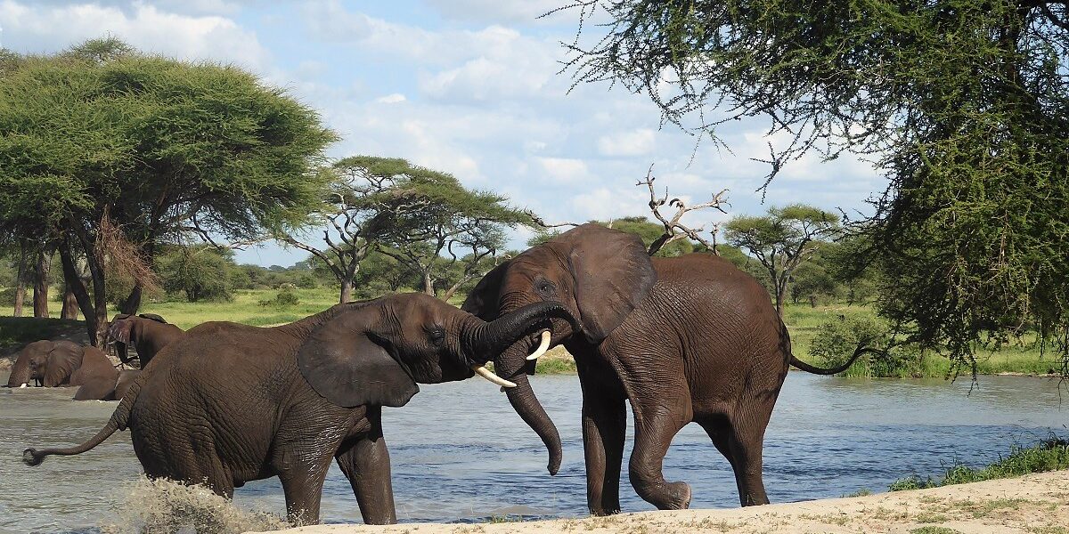How to Get Last-Minute Safari Bookings in Uganda