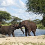 How to Get Last-Minute Safari Bookings in Uganda