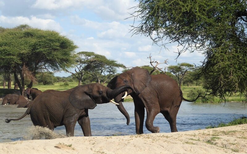 Long Tanzania Safaris