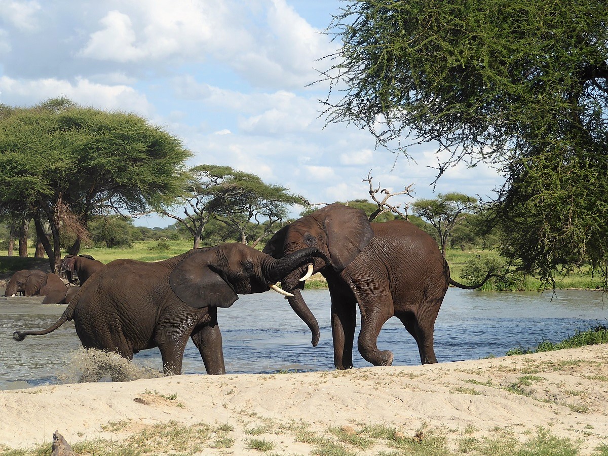 Long Tanzania Safaris