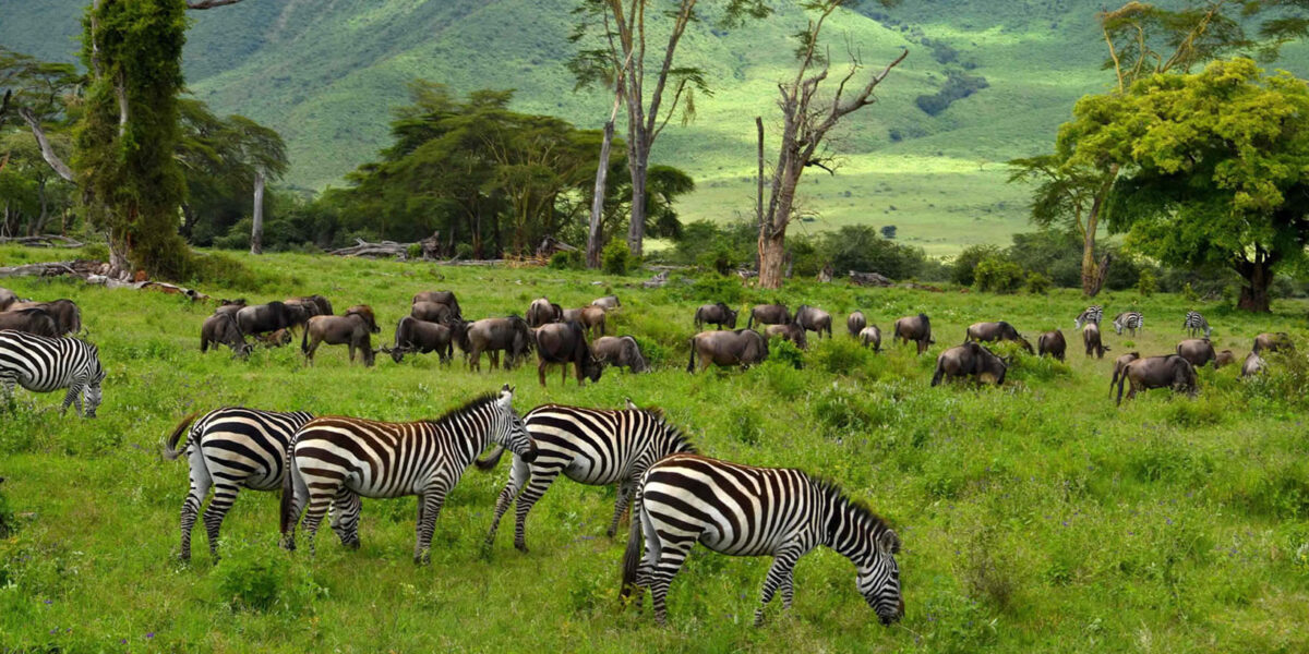 Ngorongoro Conservation Area