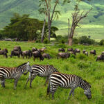 Ngorongoro Conservation Area