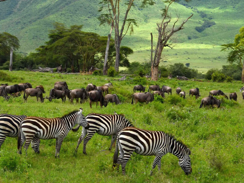 Ngorongoro Conservation Area