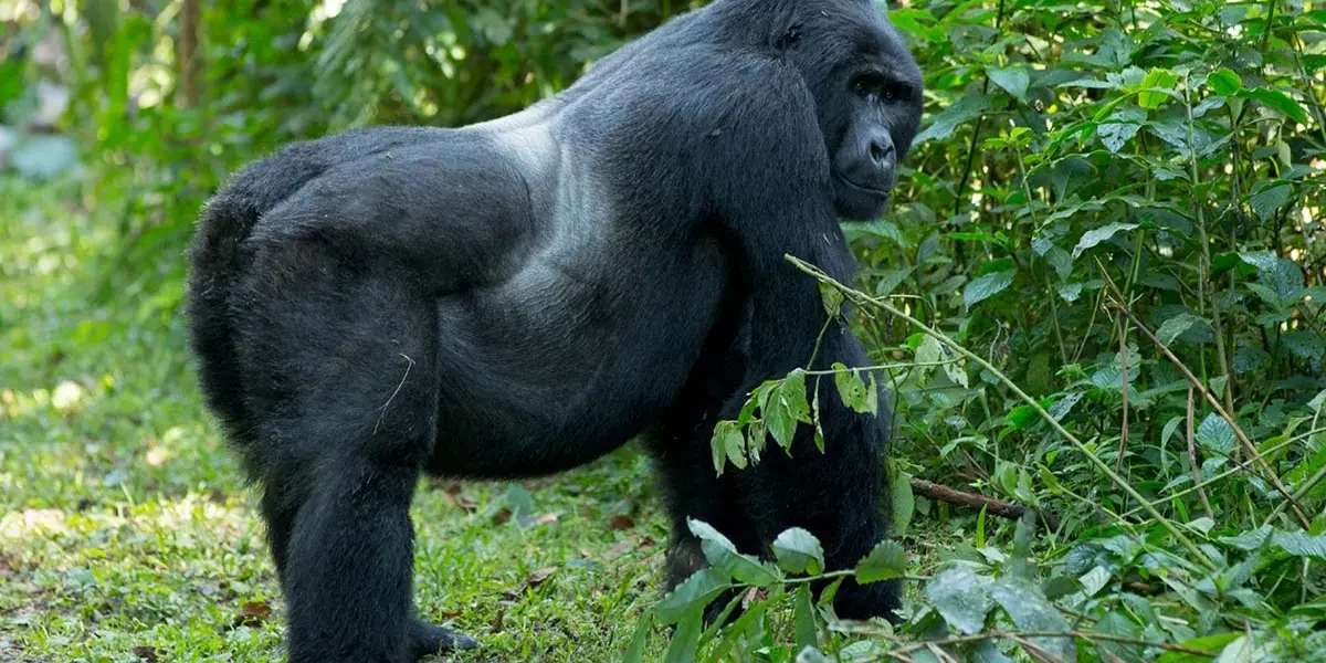 Gorilla