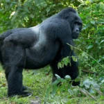 Gorilla