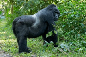 Gorilla