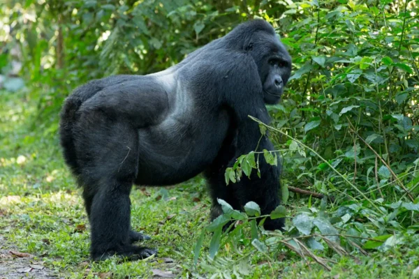 Gorilla